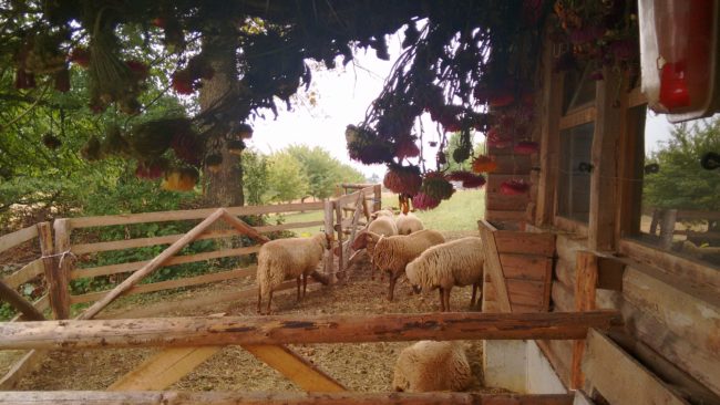 Impulshaus Engen Schafe